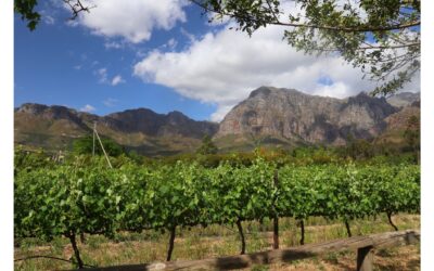 South African Wines